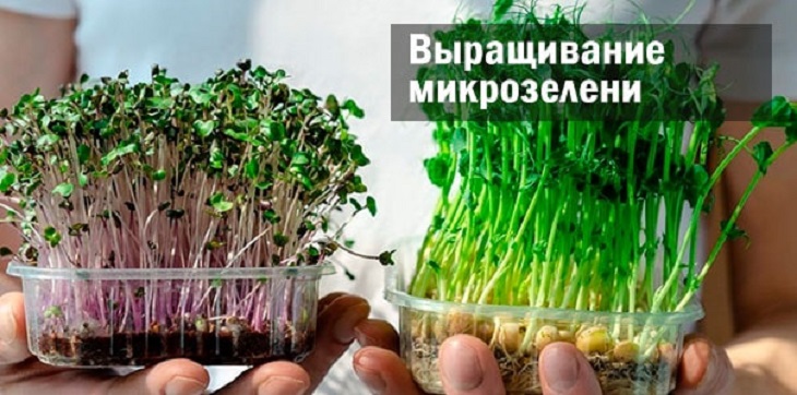 выращивание микрозелени как бизнес